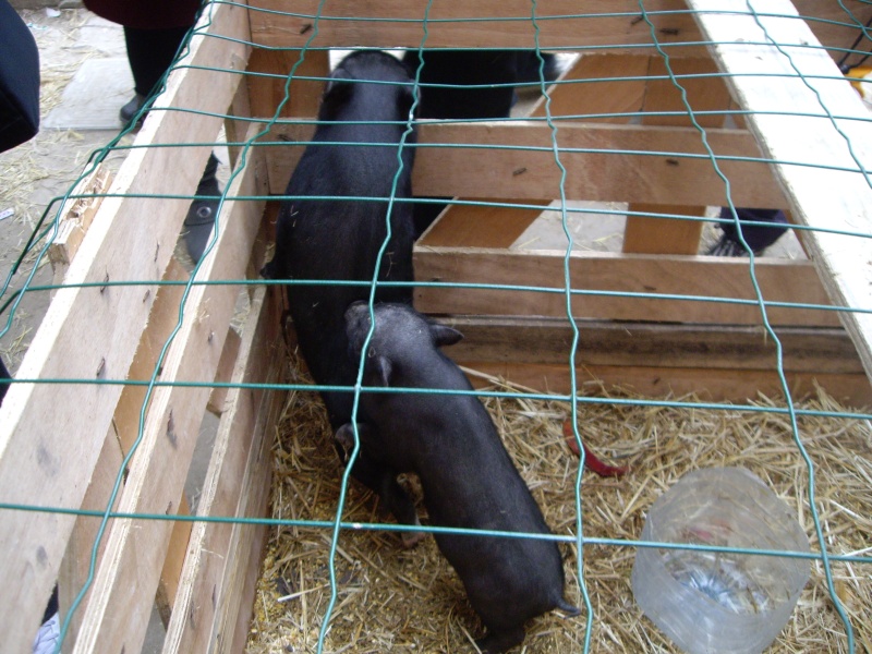 黒い子豚ちゃんたち。他の檻に入った子豚たちはぐーぐー寝ていた。