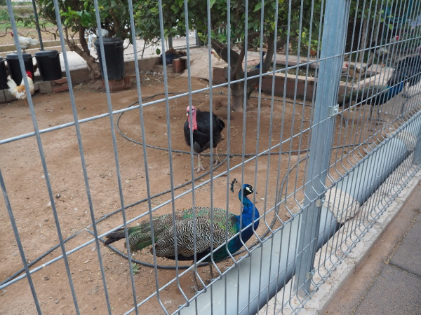 小さな動物園（鳥類園）もある「Horchatería Vida」