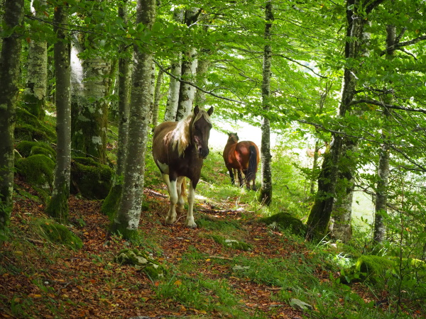 イラティの森は馬天国です。