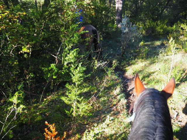 Caballo Sarviséの乗馬散策ツアー、こんな森の中にもはいります。