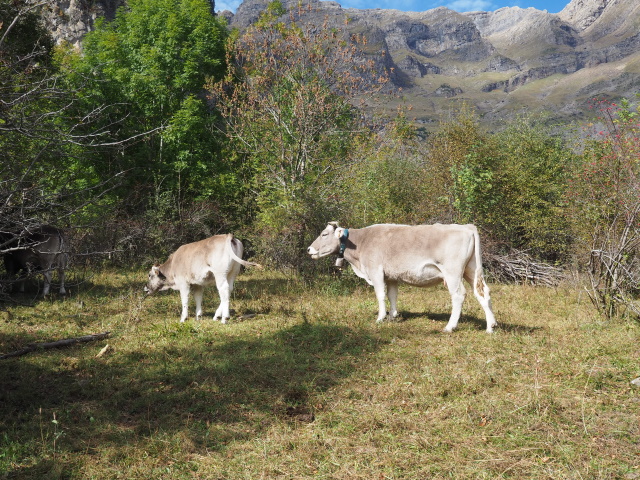 ピネタ渓谷（Valle de Pineta）へのトレッキングルート、牛がいた！