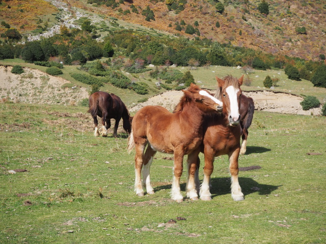 Llanos de Lalarri（ララリ平原）に放牧されている馬